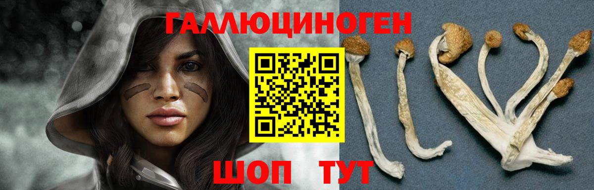 Галлюциногенные грибы Psilocybine cubensis Коряжма
